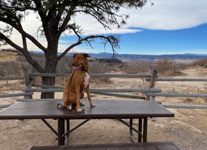 Training a Doberman and the Power of Perseverance